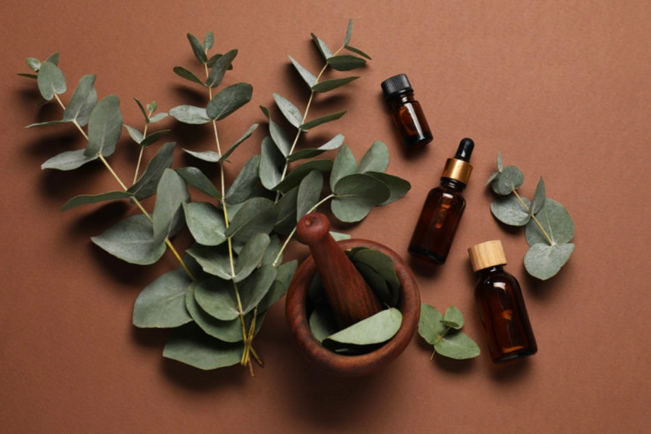 Eucalyptus Essential Oil