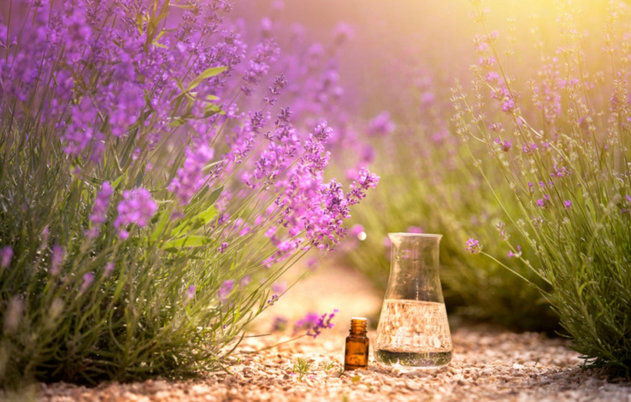 Dream Lavender Essential Oil